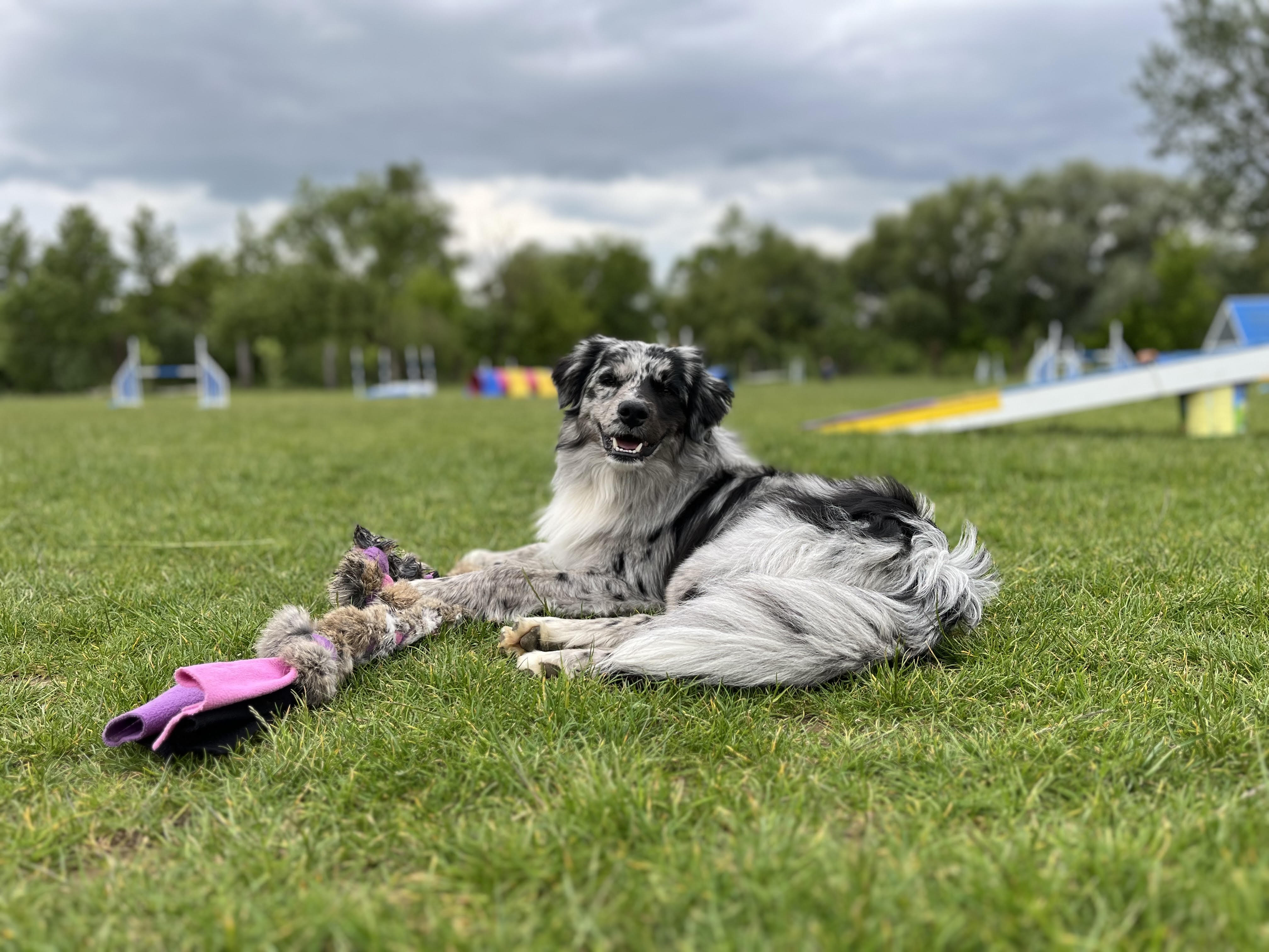 nox s hračkou zapletenou králičou kožušinou